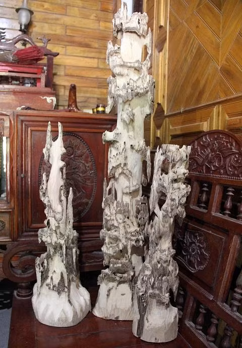 Về xã có gần 200 tỷ phú để hỏi cây gió trầm 