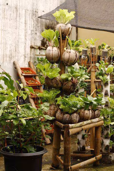 Trồng rau sạch trong vỏ dừa cho cả nhà bữa ăn an toàn, đảm bảo - Ảnh 2