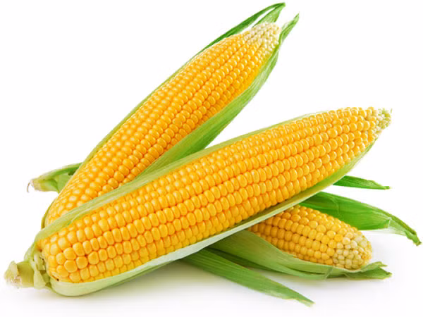 15 lợi ích không ngờ tới của ngô ngọt