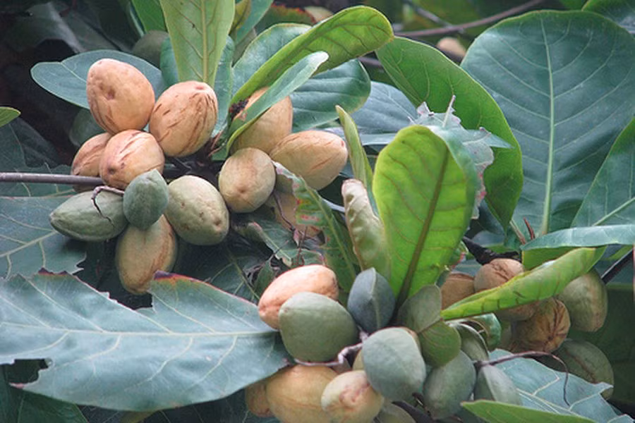 Mùa thu, từng chùm quả bàng chín lấp ló trong kẽ lá, đây cũng là lúc lũ trẻ con rủ nhau đi hái. Quả bàng khi chín sẽ đổi sang màu vàng đều toàn thân, có vài vết nứt để lộ thịt quả bên trong, mùi thơm dễ chịu.