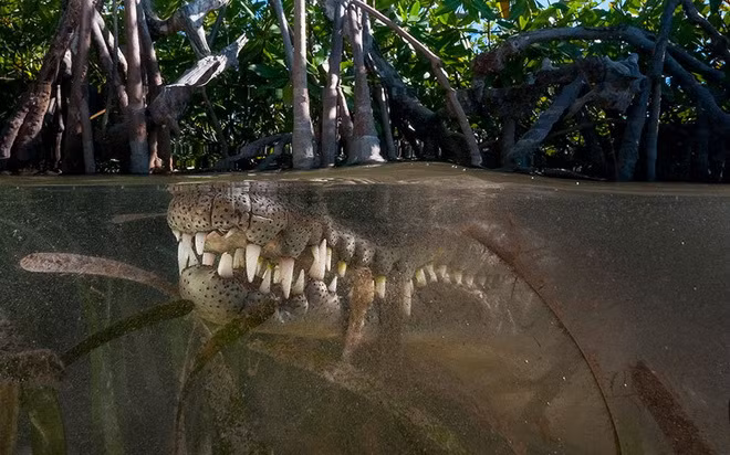 Chú cá sấu ở Jardines de la Reina, Cuba.