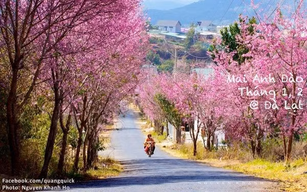 Hãy xem bộ ảnh này để thấy Việt Nam mình có những mùa lúa, mùa hoa thật đẹp! - Ảnh 4.