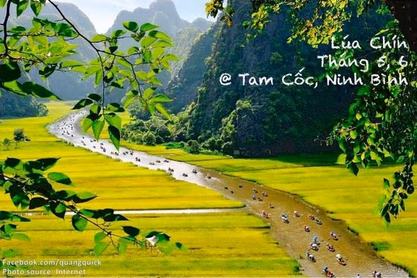 Hãy xem bộ ảnh này để thấy Việt Nam mình có những mùa lúa, mùa hoa thật đẹp! - Ảnh 16.