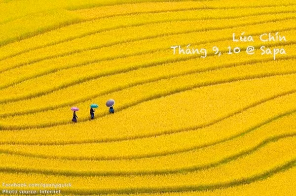 Hãy xem bộ ảnh này để thấy Việt Nam mình có những mùa lúa, mùa hoa thật đẹp! - Ảnh 20.