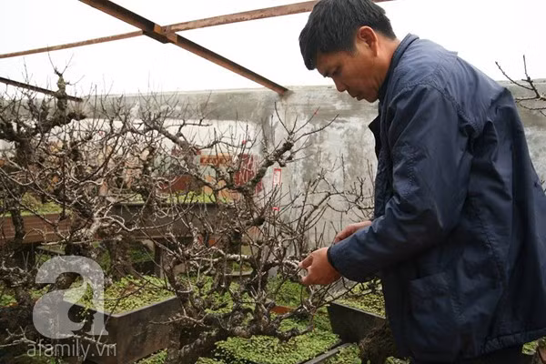Chủ vườn mất ăn mất ngủ lo đào mất mùa 3
