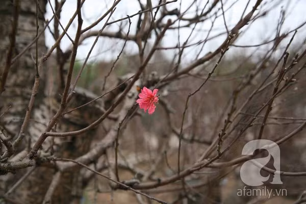 Chủ vườn mất ăn mất ngủ lo đào mất mùa 2