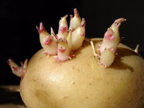 Điểm mặt 5 