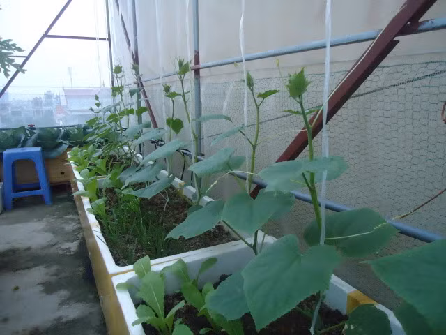 Cách trồng dưa hấu, dưa lê và dưa lưới tại nhà bằng hộp xốp ảnh 17