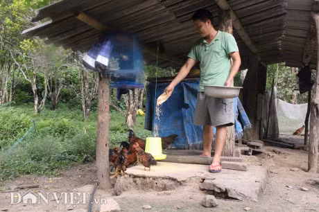Qua tai: Nuoi 50 con trau,bo khong can chan chi cho an may hat muoi - Anh 4