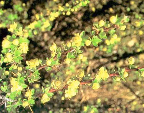 Một cây trong họ Berberis sống phổ biến ở Tây Tạng. Ảnh: Tibet.cn