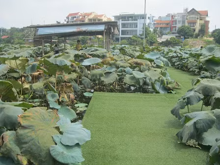 Đầm sen ở hồ Tây nơi nhiều bạn trẻ đến thưởng trà. Đầm sen ở hồ Tây nơi nhiều bạn trẻ đến thưởng trà.