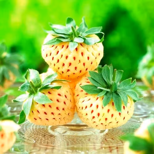 Phát sốt các loại rau quả độc “đẻ” ra tiền ảnh 6