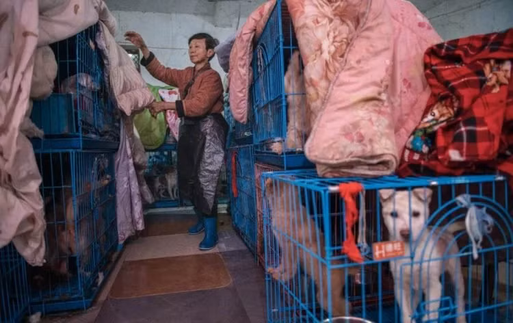 Người phụ nữ nuôi hơn... 1.300 con chó, 100 con mèo ảnh 1