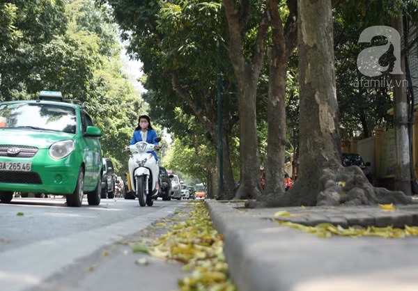 Hà Nội siêu lãng mạn mùa sấu trút lá vàng