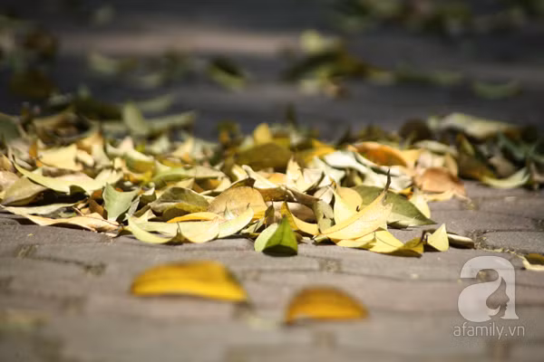 bốt hàng đậu