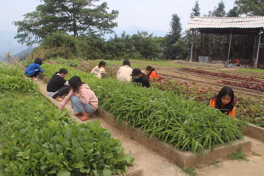 Chăm sóc vườn rau trong “Trường học nông trại” sau những buổi học.