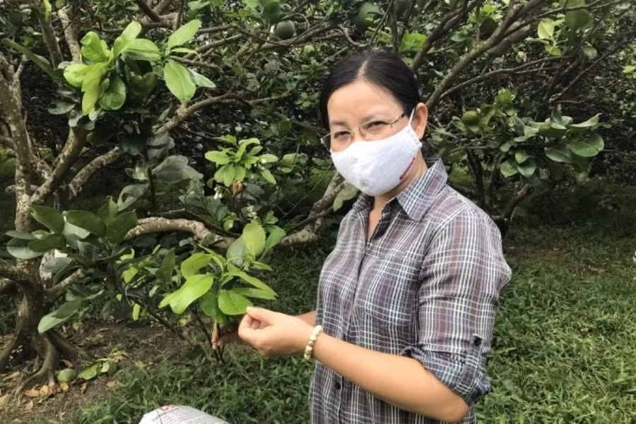 TS Phạm Thị Phương Thúy - tác giả chính nghiên cứu đưa ra giải pháp tổng hợp dựa trên nền tảng ứng dụng công nghệ sinh học giúp phục hồi bộ rễ trên cây có múi.