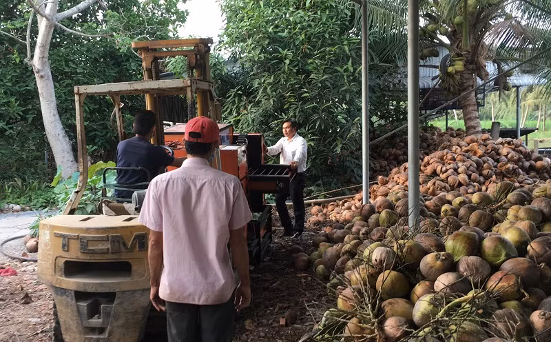 Máy tách vỏ dừa tự động được đưa vào cơ sở chế biến dừa.