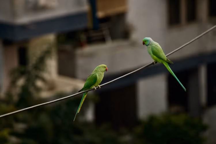 Loài vẹt xanh đuôi dài.