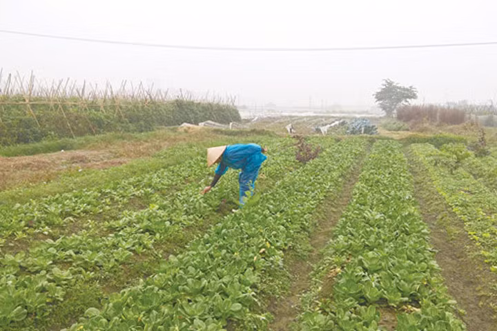 Nhiều ruộng rau đã đến kỳ thu hoạch. Ảnh: Đỗ Hương