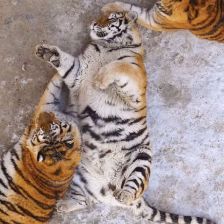 Nhung con ho Siberia 