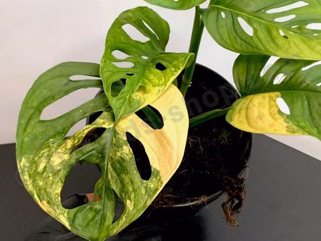 Cây trầu bà Nam Mỹ đột biến được bán với giá hàng nghìn đô la.