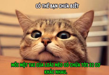 Su dang so cua chon hoi, ha ma chay nhanh hon nguoi - Anh 5