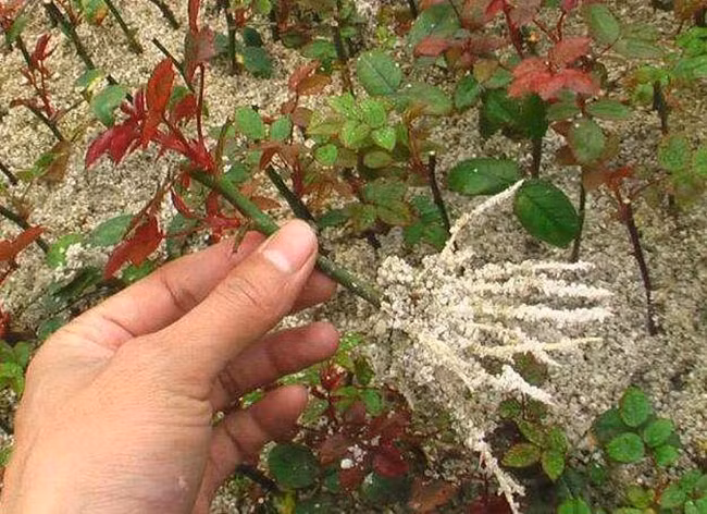 Trồng hoa mà có những “công thức vàng” này sẽ tốt hơn cả việc bón phân! ảnh 4