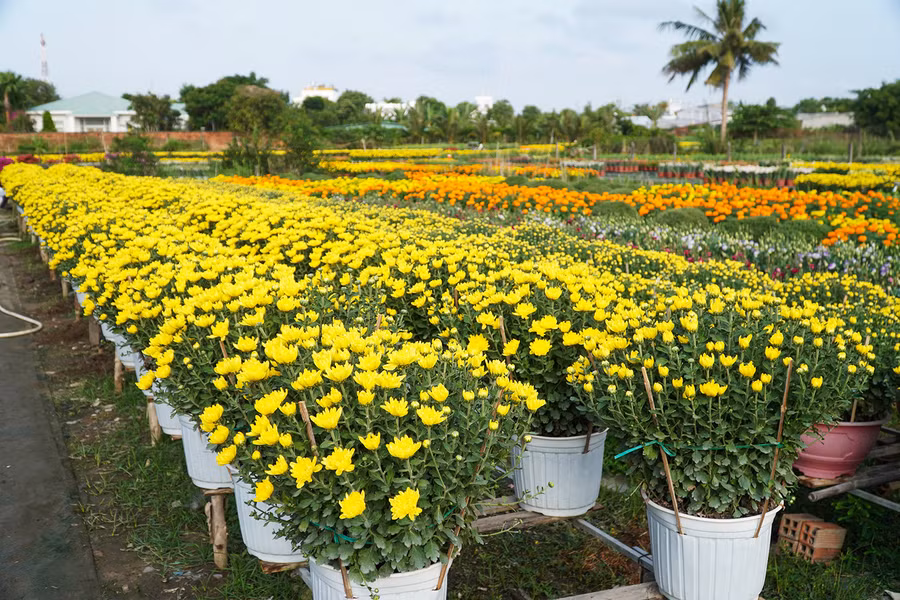 Ngày nay do ảnh hưởng từ đô thị hóa nên diện tích làng hoa đã bị thu hẹp khá nhiều.