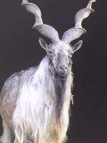 Makhor / sơn dương sừng xoắn - quốc thú Pakistan.