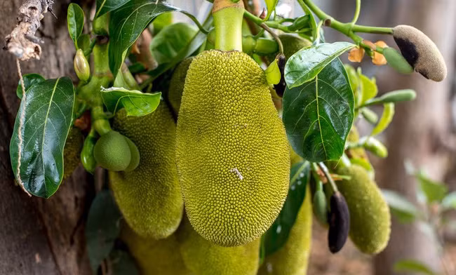 Việt Nam đang sở hữu một loại quả được mệnh danh là “cứu tinh của thế giới”