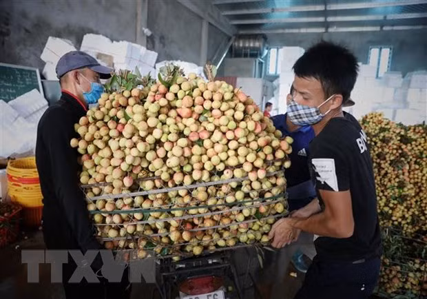 Một điểm thu mua vải ở huyện Tân Yên, Lục Ngạn, Bắc Giang ngày 28/5. (Ảnh: Danh Lam/TTXVN)