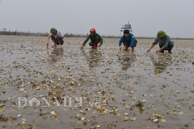 ngao chet o quang ninh: luong lon giong nhap tu trung quoc hinh anh 1