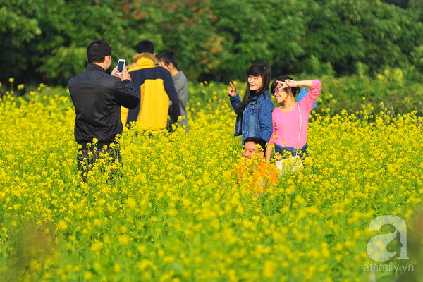 canh-dong-cai-vang