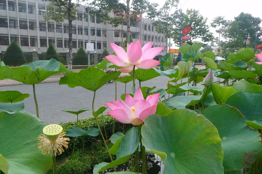 Sen được trồng trên các tuyến đường ở TP Cao Lãnh, Đồng Tháp Sen được trồng trên các tuyến đường ở TP Cao Lãnh, Đồng Tháp