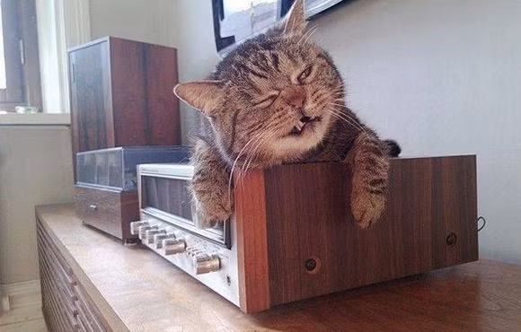 Cười nghiêng ngả với loạt ảnh hài hước về động vật 5