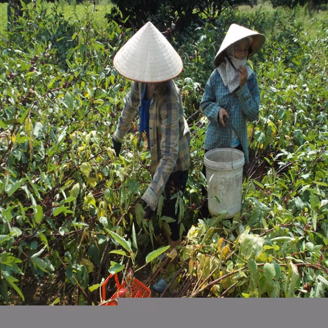 Thương lái Trung Quốc thu mua ồ ạt những gì trong 1 tháng qua? - Ảnh 4 Thương lái Trung Quốc thu mua ồ ạt những gì trong 1 tháng qua? - Ảnh 4