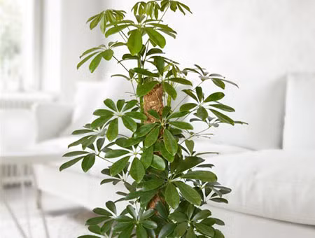 Loại cây có tác dụng hút khí độc trong nhà - Ảnh 2