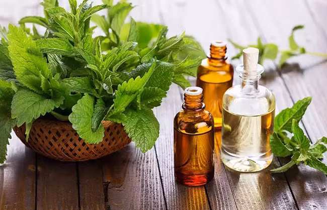 Những loại tinh dầu có khả năng chống cảm lạnh - Ảnh 3. Những loại tinh dầu có khả năng chống cảm lạnh - Ảnh 3.