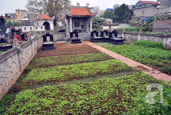 rau muống