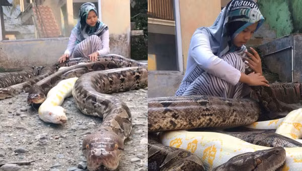 Cô gái gây bão "mạng xã hội" khi nuôi 6 con trăn khổng lồ làm thú cưng ảnh 1