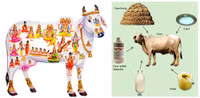Ấn Độ: Giải khát bằng... nước tiểu bò ảnh 4