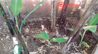 Lá cây rụng thành lớp đã khô và mủn ra thành lớp.