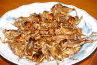 Độc đáo nghề săn dế cơm ở miền Tây ảnh 17