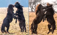 Da mat canh ngua hoang quyet chien tren thao nguyen - Anh 2