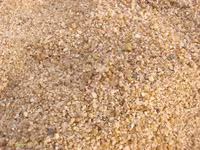 Những bậc thầy về ngụy trang trong thế giới tự nhiên ảnh 6