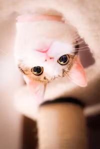 Vũ điệu mèo và nắng ở đất nước mặt trời mọc ảnh 14 Vũ điệu mèo và nắng ở đất nước mặt trời mọc ảnh 14