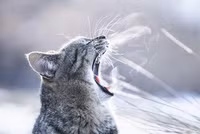 Vũ điệu mèo và nắng ở đất nước mặt trời mọc ảnh 3 Vũ điệu mèo và nắng ở đất nước mặt trời mọc ảnh 3