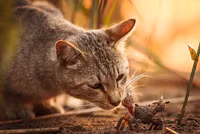 Vũ điệu mèo và nắng ở đất nước mặt trời mọc ảnh 11 Vũ điệu mèo và nắng ở đất nước mặt trời mọc ảnh 11