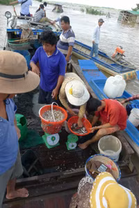 Rộn ràng chợ cá đồng mùa nước nổi ảnh 8